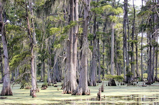 Prenez un bol d'air dans les forêts du monde!!!! Foret-mixte-sud-est-etats-unis-297101