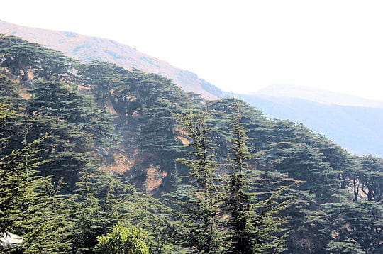 Prenez un bol d'air dans les forêts du monde!!!! Forets-cedre-liban-297079