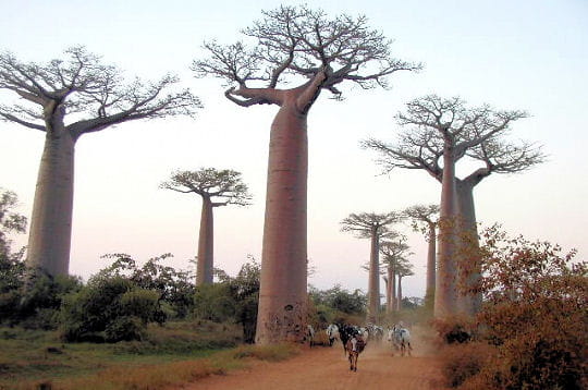 Prenez un bol d'air dans les forêts du monde!!!! L-allee-baobabs-madagascar-297075