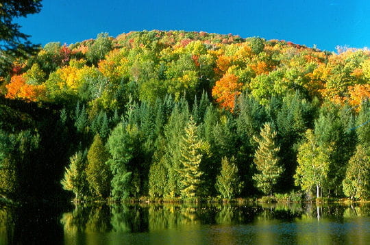 Prenez un bol d'air dans les forêts du monde!!!! Laurentides-297131