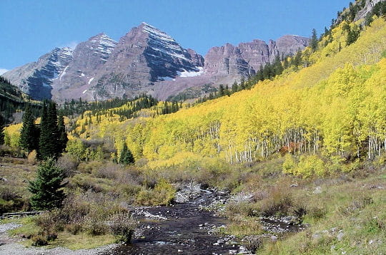 Prenez un bol d'air dans les forêts du monde!!!! Marron-bell-etats-unis-297091