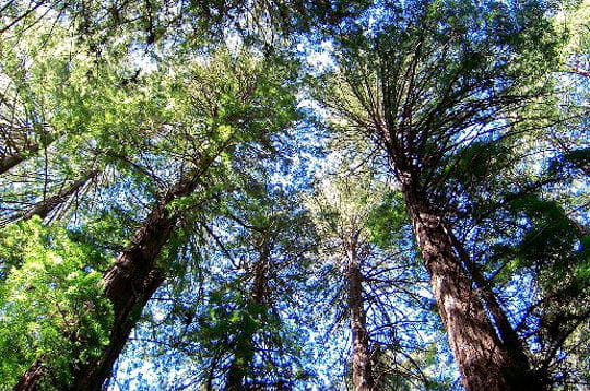 Prenez un bol d'air dans les forêts du monde!!!! Muir-woods-national-monument-etats-unis-297105