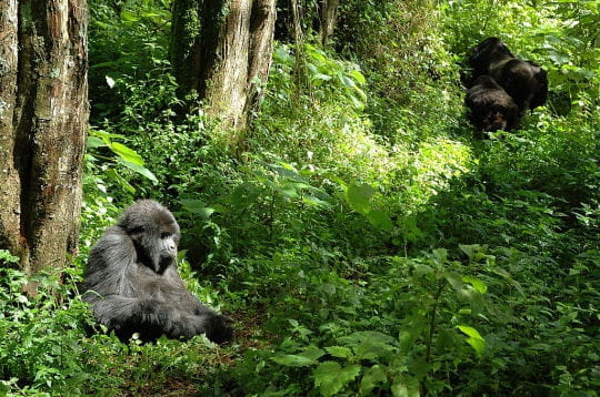 Prenez un bol d'air dans les forêts du monde!!!! Parc-national-volcans-rwanda-297161