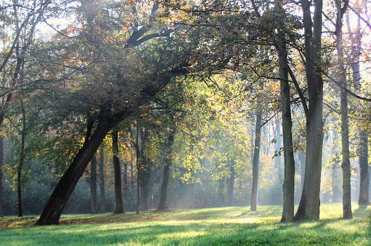 Prenez un bol d'air dans les forêts du monde!!!! Parc-saint-cloud-france-297097