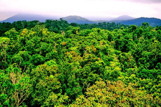 Prenez un bol d'air dans les forêts du monde!!!! Rain-forest-australie-297069