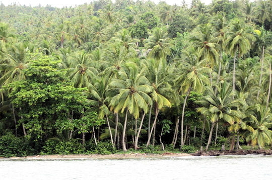 Prenez un bol d'air dans les forêts du monde!!!! Samana-297117