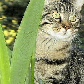 Proverbes Animaux Proverbes Animaux