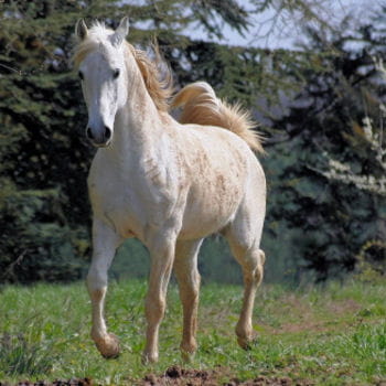 Proverbes animaux Cheval-370077