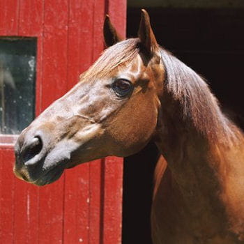 Proverbes animaux Ecurie-cheval-369899