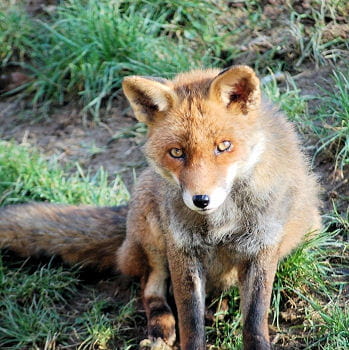 Proverbes animaux Renard-370070