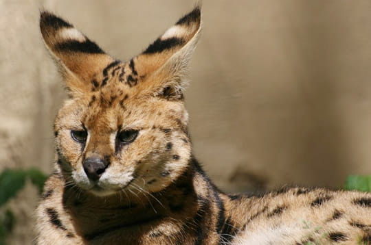 Quel est cet animal ? - Page 2 Serval-264211