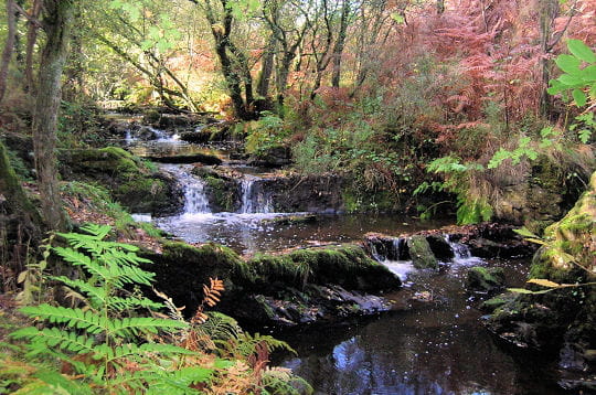 PETITEMARTINE, c'est ton jour Broceliande-262733