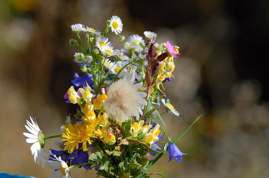 باقات ورد جميلة Fleurs-savoie-233744