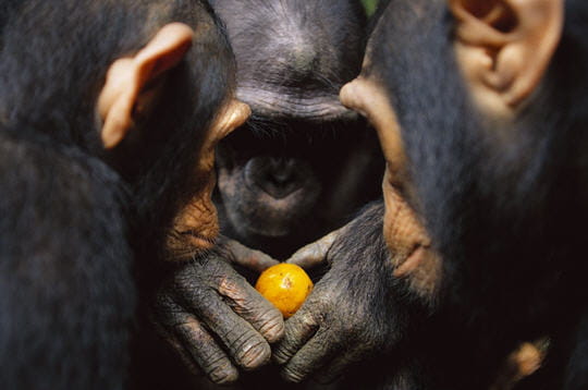 les plus belles images de la biodiversité et les dstructeurs de la nature!!!!!! Chimpanzes-239132