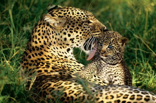 les plus belles images de la biodiversité et les dstructeurs de la nature!!!!!! Leopards-239128