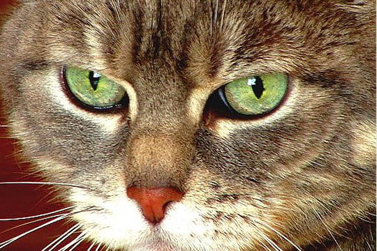 Concours du plus beau regard de chat jusqu'au 29 février Chat-451330