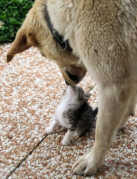 Chat et chien sur la même image. Grand-bisou-474075