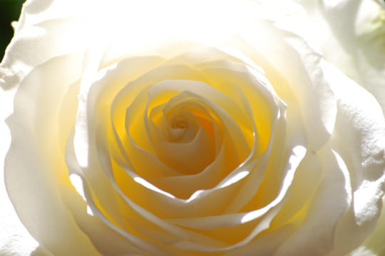 la nature Rose-blanche-559168