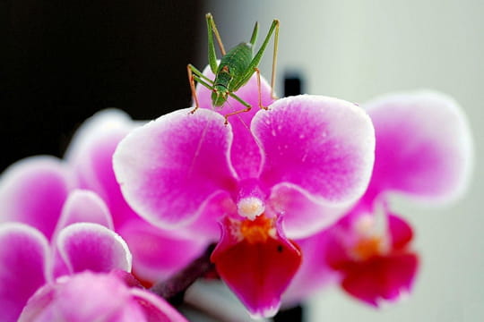 la nature Sauterelle-orchidee-559042