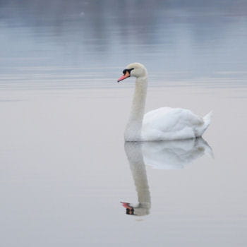 Oiseaux des villes Cygne-tubercule-374724