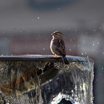 Oiseaux des villes Moineau-domestique-375052