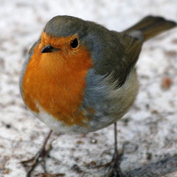 Oiseaux des villes Rouge-gorge-374907