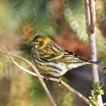 Oiseaux des villes Serin-cini-374550