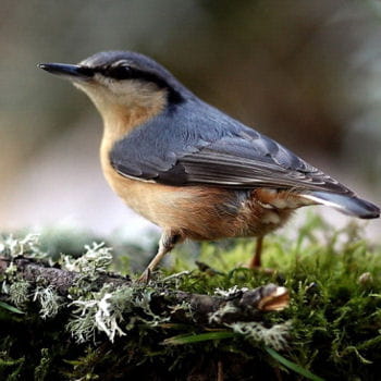 Oiseaux des villes Sitelle-torchepot-374993