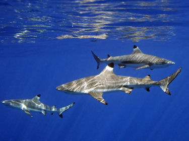 Les Requins Sommaire