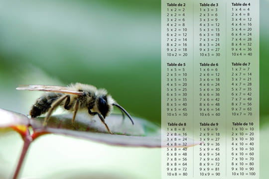 Photo Numérique : 30 fonds d'écran  "l'Internaute" gratuits Abeille-317258