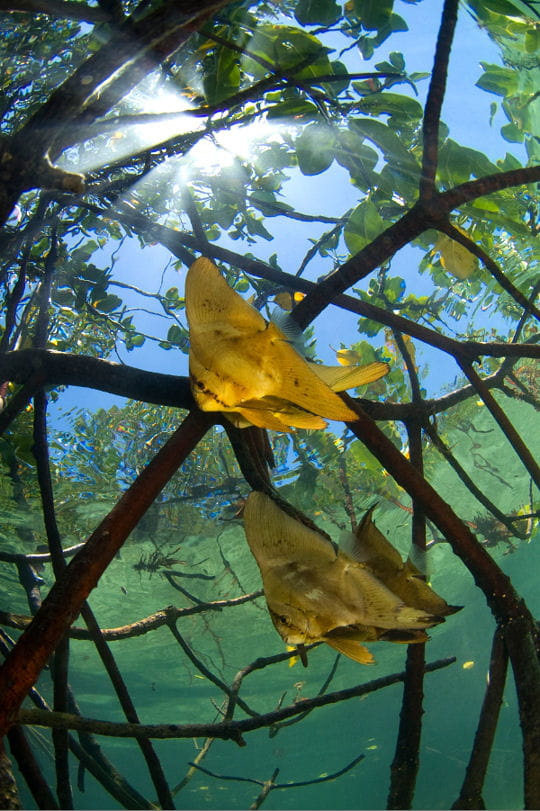 Photo Numérique & Photographes : 39e Festival mondial de l'image sous-marine Mangrove-noumea-1424316