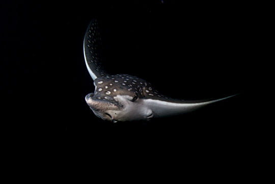 Photo Numérique & Photographes : 39e Festival mondial de l'image sous-marine Raie-leopard-1424549
