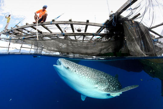 Photo Numérique & Photographes : 39e Festival mondial de l'image sous-marine Requin-baleine-peche-1424151