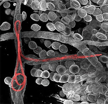 Photo Numérique & Photographes : Monde microscopique Oreille-souris-1029763