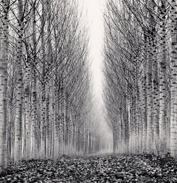 Photo Numérique & Photographes : Photos splendides au coeur de la forêt Arbres-noirs-blancs-896574