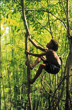 Photo Numérique & Photographes : Photos splendides au coeur de la forêt Cabanes-feuilles-tropicales-896830