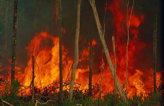 Photo Numérique & Photographes : Photos splendides au coeur de la forêt Destruction-896508