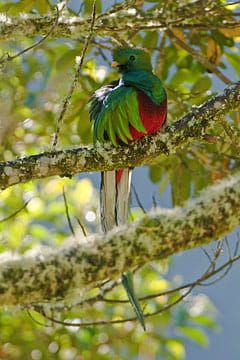 Photo Numérique & Photographes : Photos splendides au coeur de la forêt Hotes-costa-rica-896834