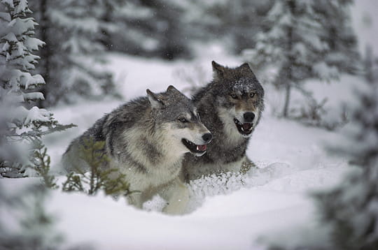 Photo Numérique & Photographes : Photos splendides au coeur de la forêt Mondes-forets-896578