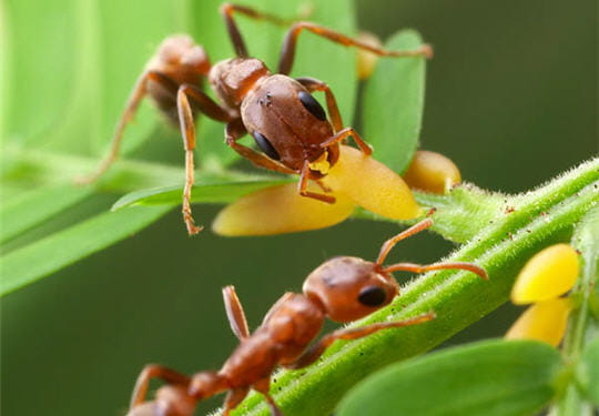 (Science Biologie)  Fourmis Equipe-442847