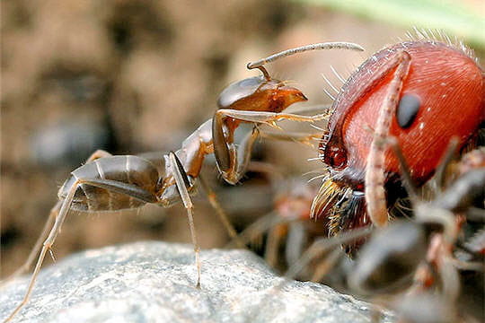 (Science Biologie)  Fourmis Videur-442857