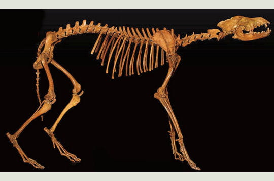 Un étrange squelette bipède découvert il y a peu... Loup-fossile-299137