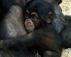 Zoo de Beauval Beauval2