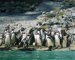 Zoo de Beauval Beauval3