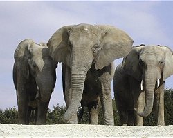 Zoo de Beauval Beauval4