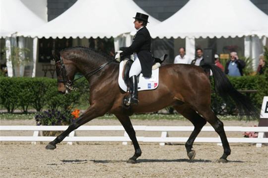 Les sports questres Dressage