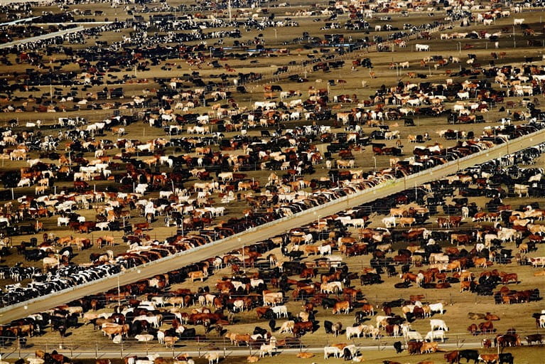 Photos de Yann Arthus Bertrand Betail-253036