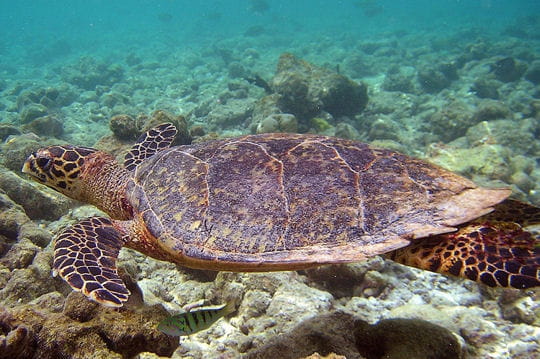 2000: le 26/11 à 5h15 - Disque ou Sphère OSNI - Rasdhoo Atol (Maldives)  Tortue-goguette-362093