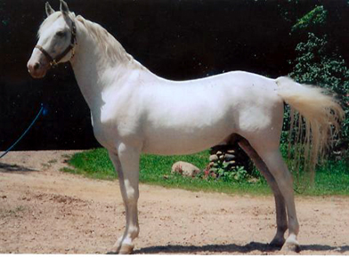 Les Lipizzans Lipizzan_stallion_neapolitano