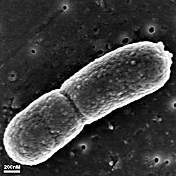 أمراض النبات  أ د  ربيع أبو الخير Mycoplasma-capricolum